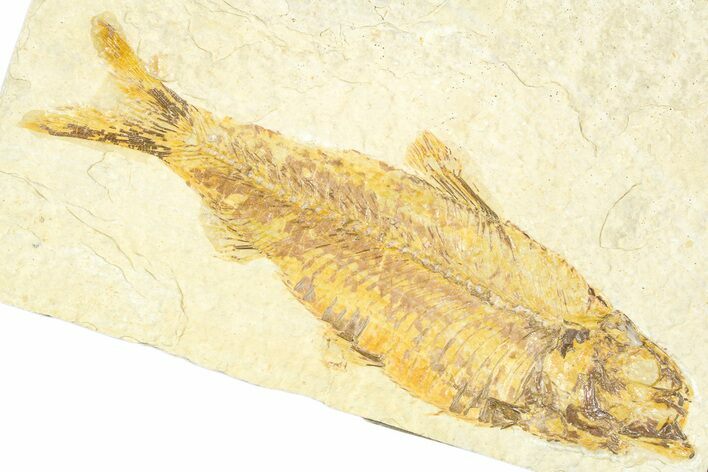 Detailed Fossil Fish (Knightia) - Wyoming #379532